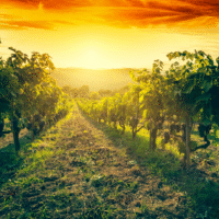 Italienska viner & smaker - Beas 18/7 kl. 18:00