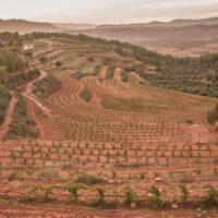Winemakers dinner med Celler Masroig - 13/11 kl. 18.30 på Ångbryggeriet